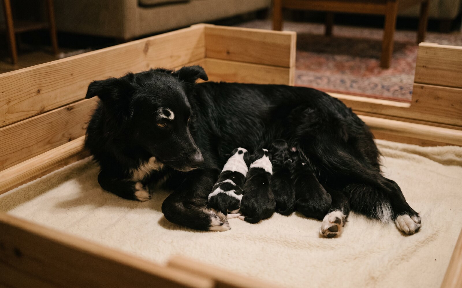 Caniche nain LOF : choisir l'élevage et le budget