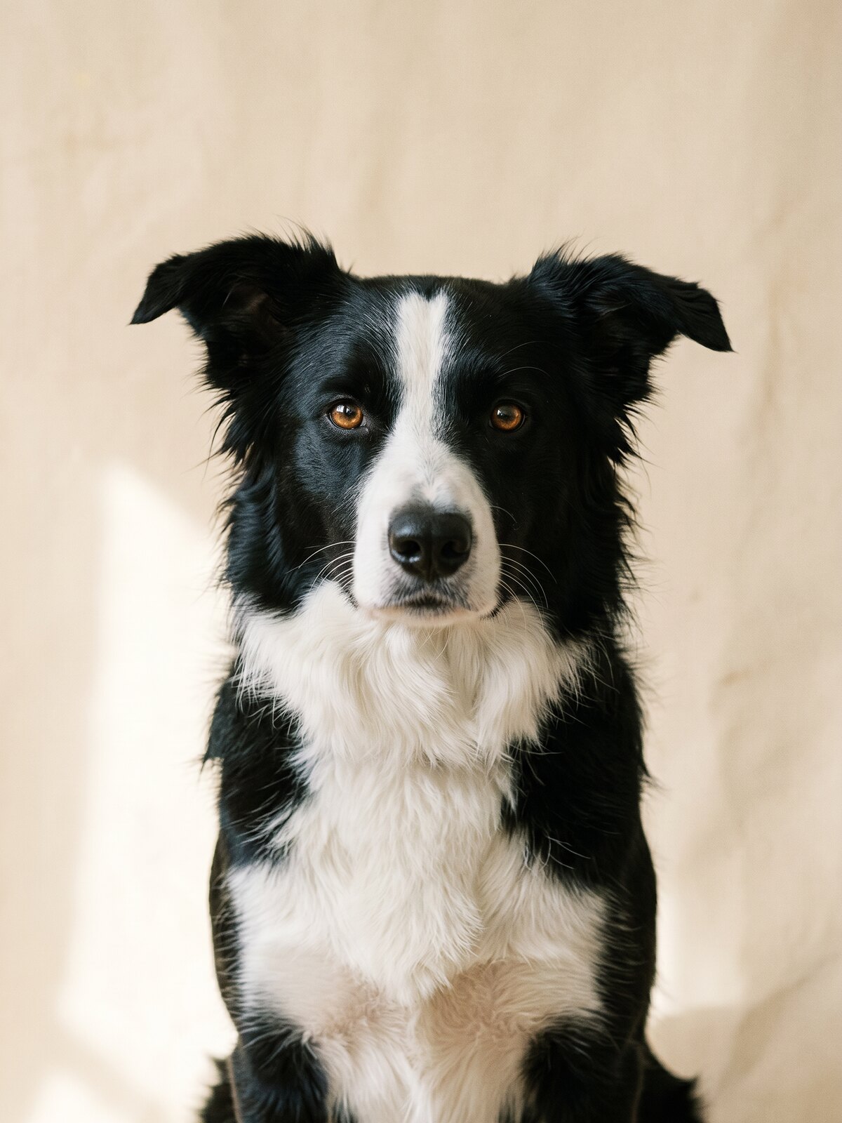 Cap, border collie noir et blanc, portrait de trois quarts sur fond papier